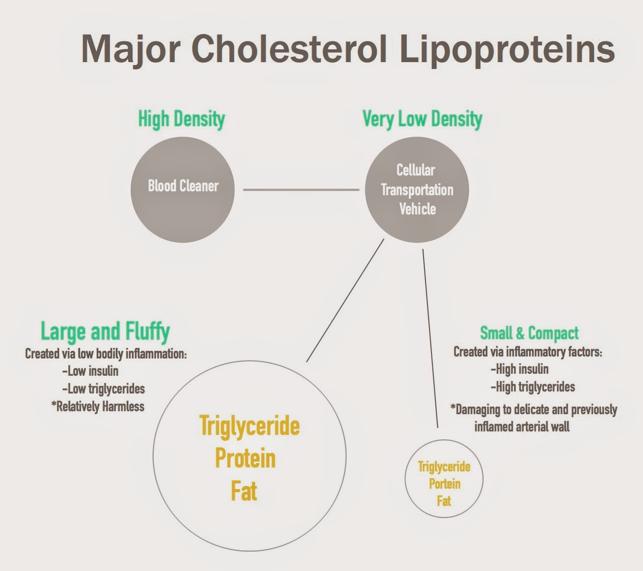 Paleo Debunking Breaking The Cholesterol Myth Beyond The Bite - 