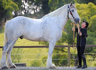 World's Largest Horse ever - Luscombe Nodram