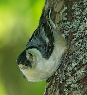 White-breasted Nuthatch (Sitta carolinensis)