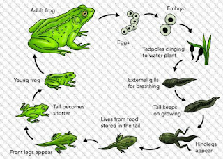 Frog is perfect metamorphosis