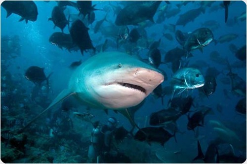 tiburon_toro