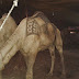 Camel Mandi Sohrab Goth Cow Mandi 2014 Pictures