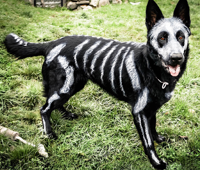 disfraces de halloween para perros esqueleto