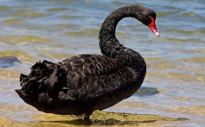 black swan