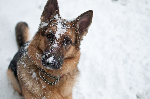 15 Dog Breeds That Love The Snow - LUV My dogs