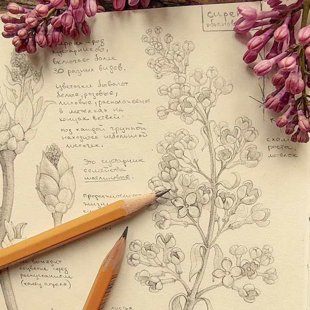 Syringa vulgaris, violet flower, spring  flower, sketchbook, botanical  illustration, nature sketchbook, plant anatomy, herbs