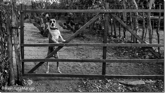 Cachorro Cachorro