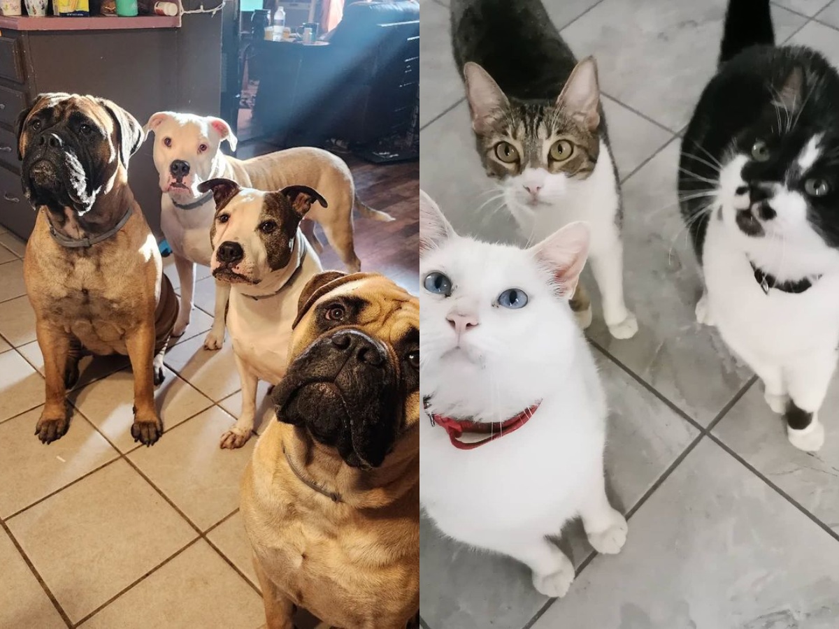 4 dogs and 3 cats