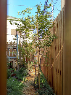 「小さな雑木の庭 風が流れる緑の小道」を木製ドアから見た写真