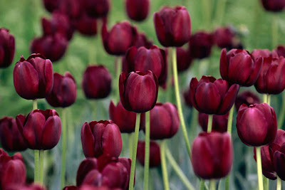 Tulip blooms, Ottawa