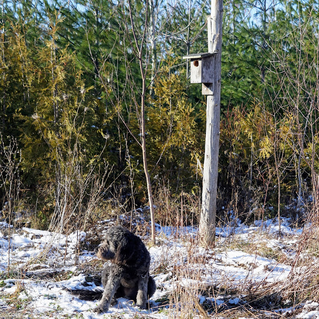 Birdhouses and perches in the young forest of the Bob Hunter Memorial Park