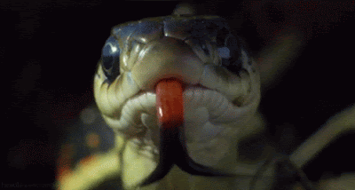saiba diferenciar as cobras venenosas e não-venenosas
