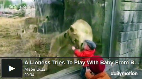 http://funchoice.org/video-collection/a-lioness-tries-to-play-with-baby