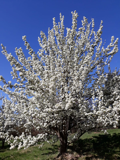 Груша Коржинского (Pyrus korshinskyi)