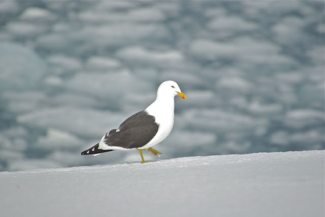 gull wallpaper,gull images;gull photo,gull picture,beautiful gull,cute gull,Pacific Gull, Larus pacificus, Belcher's Gull, Larus belcheri, Olrog's Gull, Larus atlanticus Black-tailed Gull, Larus crassirostris ,Heermann's Gull, Larus heermanni,Common Gull or Mew Gull, Larus canus,Ring-billed Gull, Larus delawarensis,California Gull, Larus californicusGreat Black-backed Gull, Larus marinus,Kelp Gull, Larus dominicanus, (called "Southern Black-backed Gull" or "Karoro" in New Zealand),Cape Gull, Larus dominicanus vetula,Glaucous-winged Gull, Larus glaucescens,Western Gull, Larus occidentalis,Yellow-footed Gull, Larus livens,Glaucous Gull, Larus hyperboreus,Iceland Gull, Larus glaucoides,Kumlien's Gull, Larus glaucoides kumlieni Thayer's Gull, Larus thayeri,European Herring Gull, Larus argentatus,Heuglin's Gull, Larus heuglini,American Herring Gull,Larus smithsonianus,Yellow-legged Gull,Larus michahellis,Caspian Gull, Larus cachinnans,East Siberian Herring Gull, Larus vegae,Armenian Gull,Larus armenicus,Slaty-backed Gull,Larus schistisagus,Lesser Black-backed Gull,Larus fuscus,White-eyed Gull,Ichthyaetus leucophthalmus,Sooty Gull,Ichthyaetus hemprichii,Great Black-headed Gull,Ichthyaetus ichthyaetus,Audouin's Gull, Ichthyaetus audouinii,Mediterranean Gull, Ichthyaetus melanocephalus,Relict Gull, Ichthyaetus relictus,Dolphin Gull, Leucophaeus scoresbii,Laughing Gull, Leucophaeus atricilla,Franklin's Gull, Leucophaeus pipixcan,Lava Gull, Leucophaeus fuliginosus,Gray Gull, Leucophaeus modestus,Silver Gull, Chroicocephalus novaehollandiae,Red-billed Gull, Chroicocephalus scopulinus,Hartlaub's Gull, Chroicocephalus hartlaubii,  Brown-hooded Gull, Chroicocephalus maculipennis,Gray-hooded Gull, Chroicocephalus cirrocephalus,Andean Gull, Chroicocephalus serranus,Black-billed Gull, Chroicocephalus bulleri,Brown-headed Gull, Chroicocephalus brunnicephalus,Black-headed Gull, Chroicocephalus ridibundus,Slender-billed Gull, Chroicocephalus genei,Bonaparte's Gull, Chroicocephalus philadelphia,