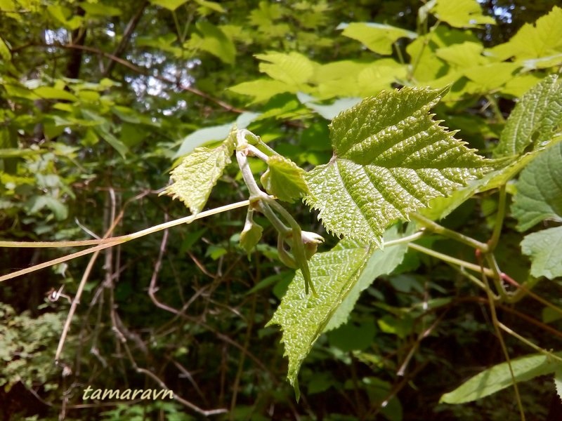 Виноград амурский (Vitis amurensis)