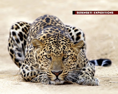 Leopards Hunting Video Pics