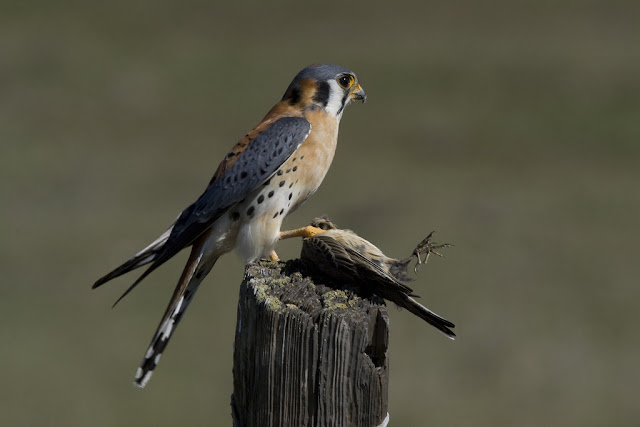 Body size of American Kestrels