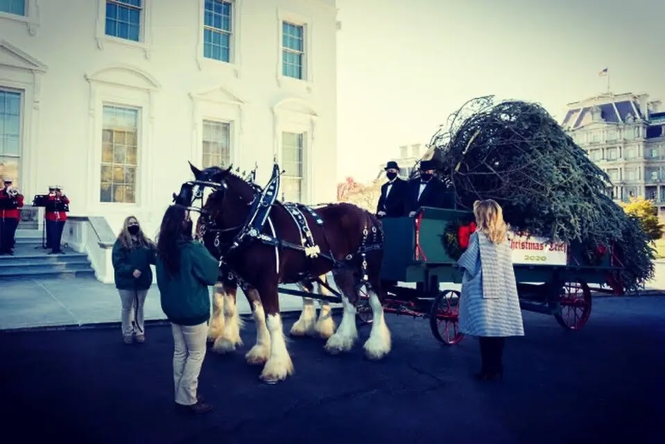 Watch ... Melania Trump welcomes the Christmas tree at the White House for the last time