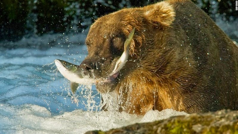 Foto Beruang Coklat Berburu Ikan Salmon di Air Terjun 