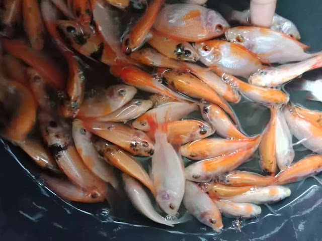 Dimana Supplier Jual Ikan Nila Bibit dan Konsumsi di Surabaya, Jawa Timur