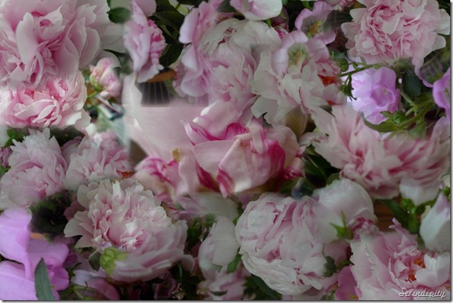 peonies for microsoft research_AutoCollage_16_Images