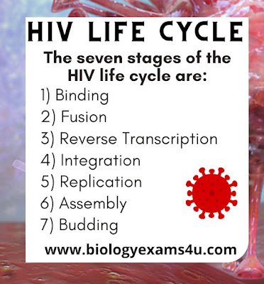 HIV Life Cycle Sequence