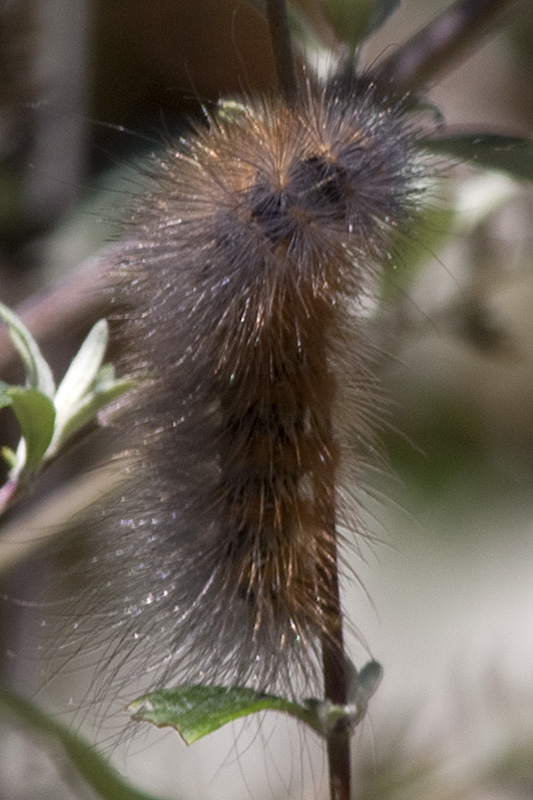 salt marsh caterpillar (Estigmene acrea)