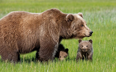 bear cubs with mother widescreen hd desktop background wallpaper