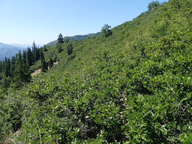 something like a trail through the oaks