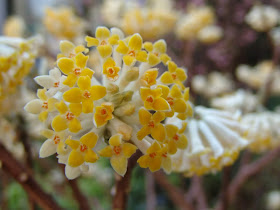 Fiori Edgeworthia chrysantha