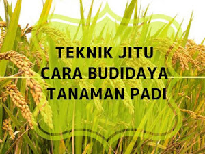 Teknik Jitu Budidaya Flora Padi