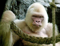 Gorille Albinos au zoo