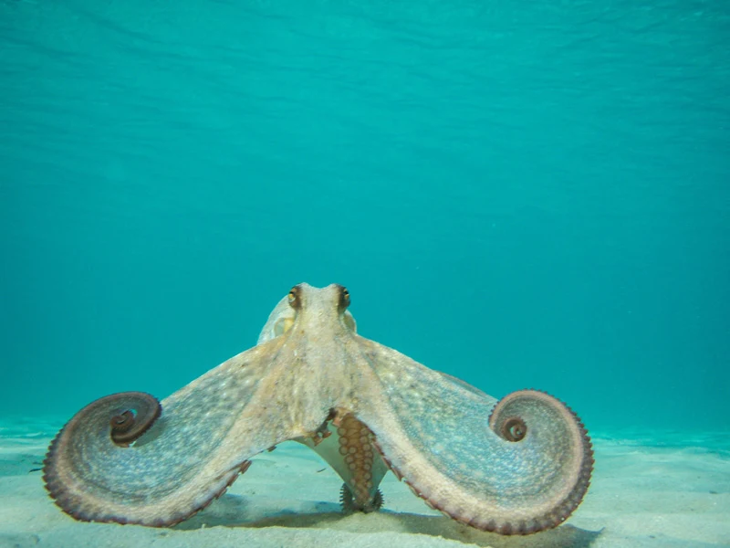 Incredible Octopus Photos and Facts