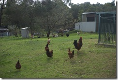 The chooks