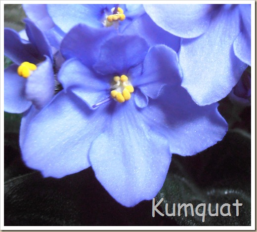 violeta africana 3