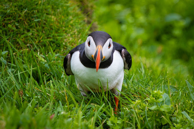 Isola di Mykines-Puffin-Pulcinella di mare