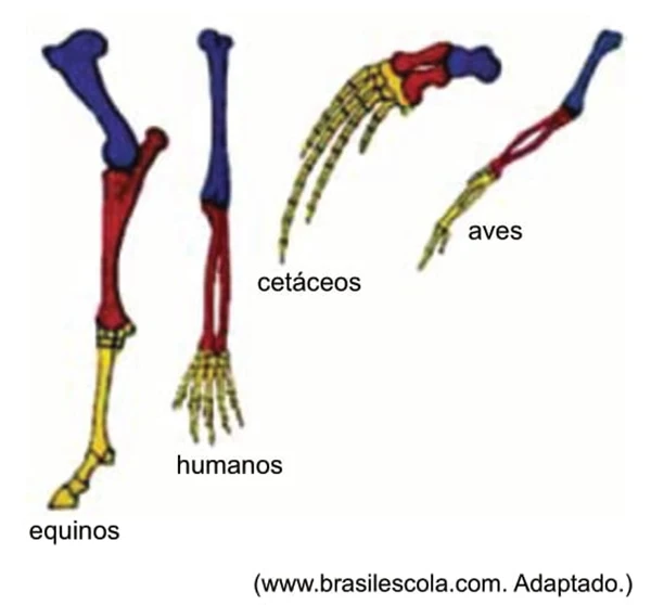 A figura ilustra os ossos constituintes dos membros anteriores de quatro grupos de vertebrados