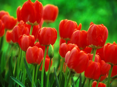 Tulips Photos
