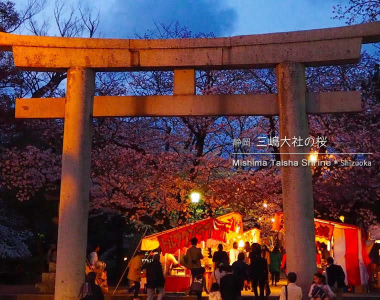 三嶋大社の桜