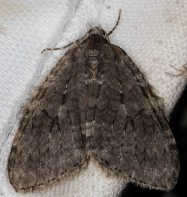 November Moth agg, Epirrita dilutata agg.  Sevenoaks Wildlife Reserve, 29 October 2015.