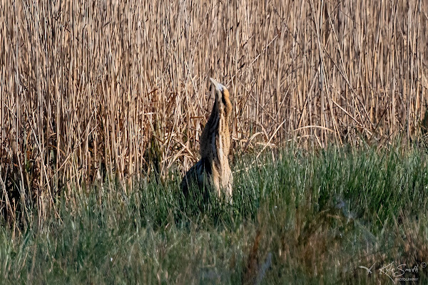 Bittern