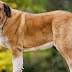 Spanish Mastiff