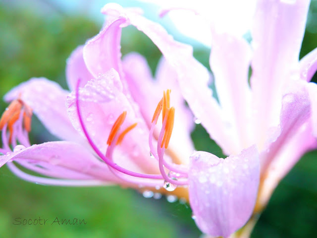 Lycoris squamigera