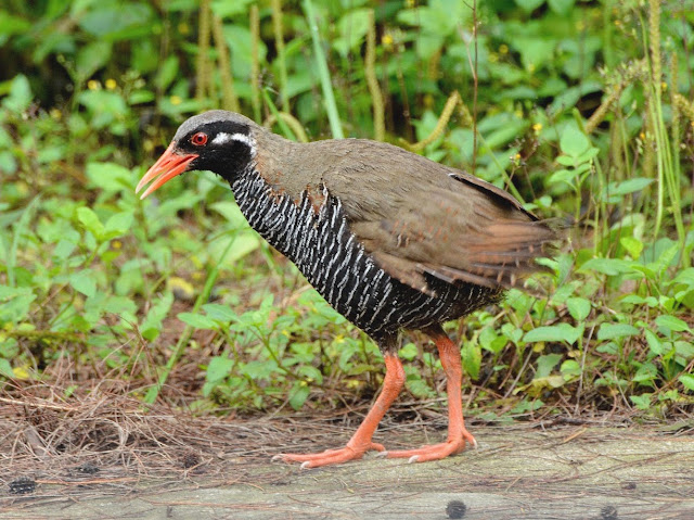 Gallirallus okinawae