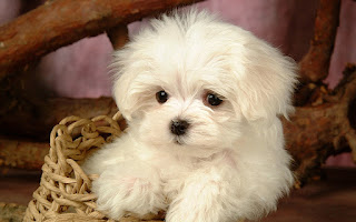 A cute white long silky hair maltese puppy is sitting in a basket