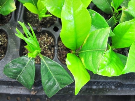 千葉大学 花卉 苗生産ブログ クチナシの挿し木のその後 千葉大学 花卉 苗生産ブログ クチナシの挿し木のその後