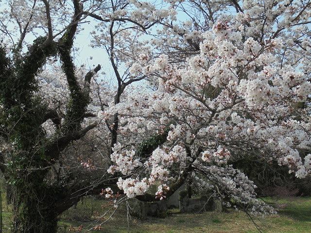 ホテル旬香大山リゾートの前のソメイヨシノ桜の古木