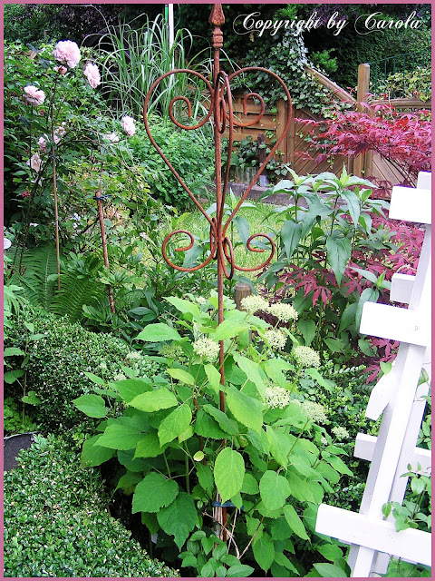 There is clematis Piilu climbing up the white wooden trellis not yet in 