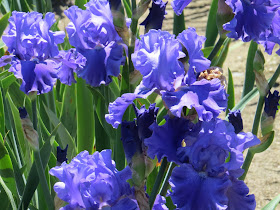 Blue Jazz iris